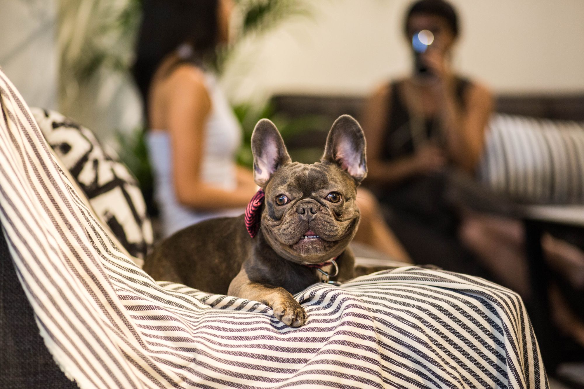 Pet-Friendly Apartments And Accommodation In Singapore